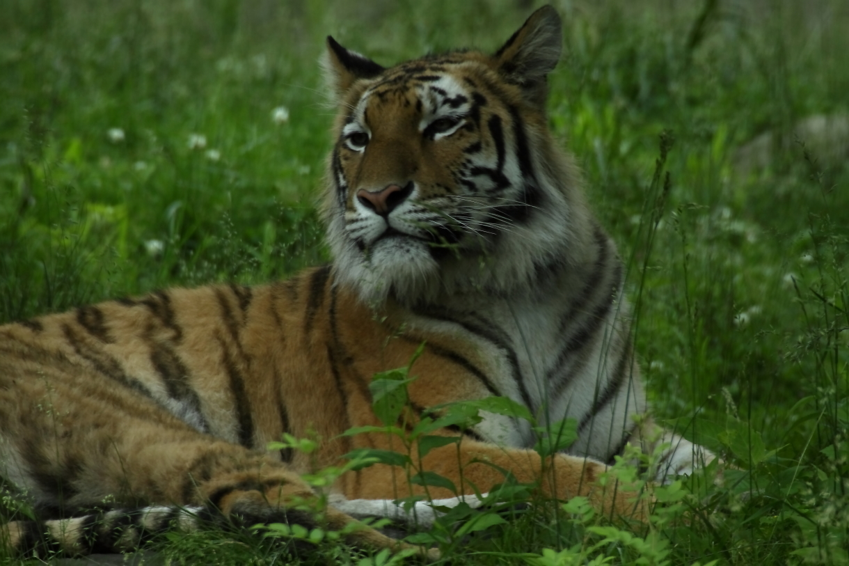 Bronx Zoo 2014